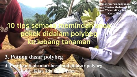 Berikut ini adalah cara kawin pohon durian musang king & duri hitam di kebun durian malaysia, 1 pohon di kawin tempel tunas. 10 tips memindahkan anak pokok durian musang king didalam ...
