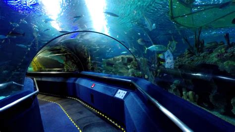 Underwater Tunnel At The Aquaria Klcc In Kuala Lumpur Youtube