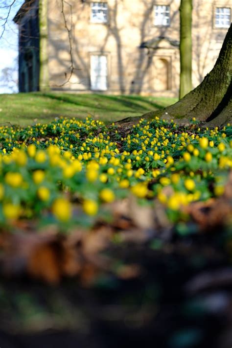 Winter Spring Flowers Free Photo On Pixabay