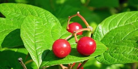 Viburnum Fruit Red Free Photo On Pixabay Pixabay