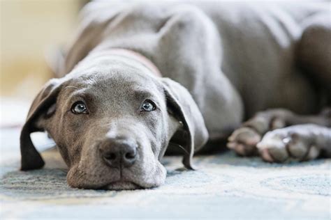 10 Dog Breeds With Blue Eyes