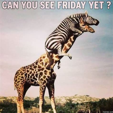 Can You See Friday Yet Animals Funny Cats Animals Animal Memes