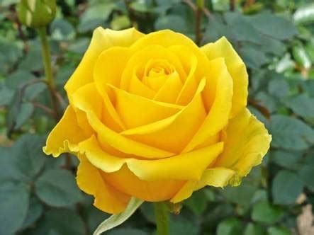 Check spelling or type a new query. Which flower is a symbol of friendship? - Quora