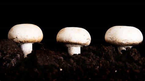 Growing White Button Mushrooms Indoors Indoor Garden Tips