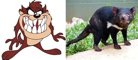 They have thick fur on the body and sharp teeth. 10 Facts About Tasmanian Devils - Rainforestation