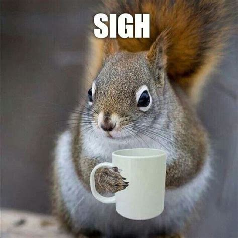 Pin By Tere Mtz On Squirrel Funny Animals Coffee Humor Squirrel