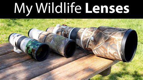 The 8 Best Canon Wildlife Photography Lenses Capture Nature In All Its