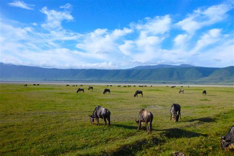 Ngorongoro Crater 1 Day Trip Tanzania Wildlife Safaris