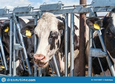 Cows On Dairy Farm In Outdoor Barn Breeding Milking Cattle Stock Image