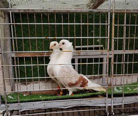 Purebreed Fancy Pigeons In Sheffield South Yorkshire Gumtree