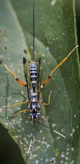 Ichneumon Wasp Arotes Decorus Bugguidenet