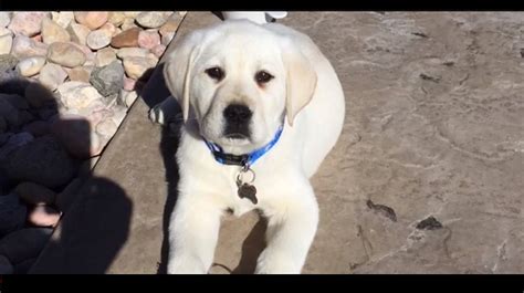 Craigslist can be a great tool for selling your used or unwanted gadgets, memorabilia, furniture, etc. Cute Labrador Retriever Puppies For Sale Near Me ...