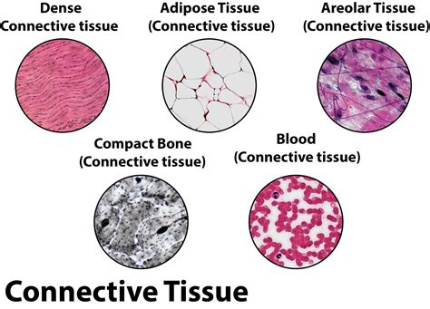 Types Of Connective Tissue What Is Connective Tissue Vrogue Co