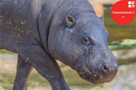 Pygmy Hippopotamus National Zoological Garden Pretoria