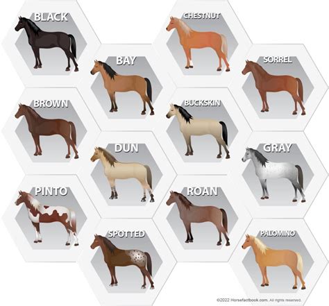 Common Horse Colors Patterns And Markings Explained With Pictures