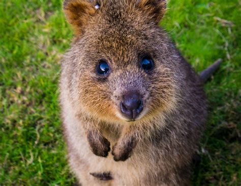 ANIMALS TIME : The 10 best quokkas pics (las 10 mejores fotos de quokkas)