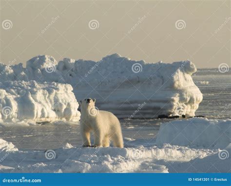 Polar Bear King Of The Arctic Stock Image Image Of Ursus Wild 14541201