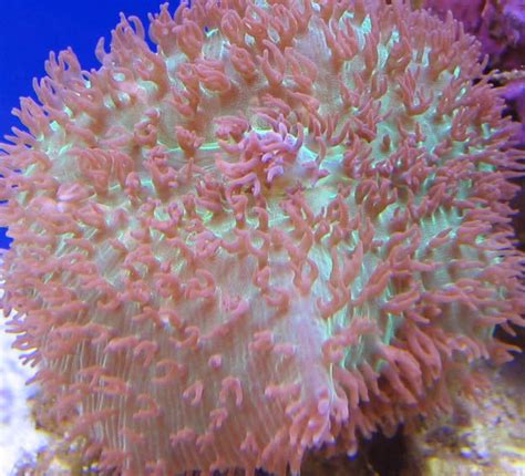 Hairy Mushroom Soft Corals Nano Reef Community