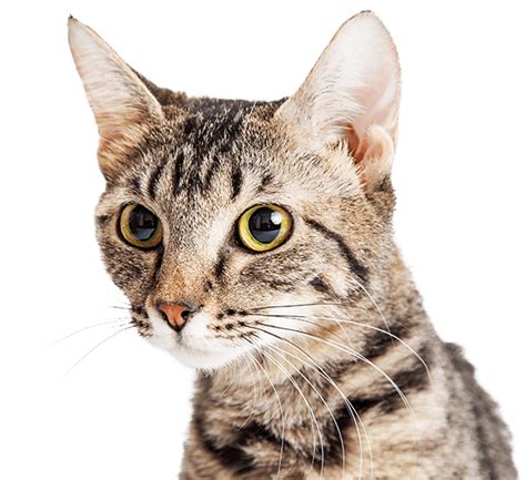 Tabby Cat Domestic Short Haired Cat Hd Png Download Original Size