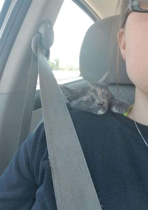 This Is How She Wanted To Ride Home After We Adopted Her Odd Stuff Magazine