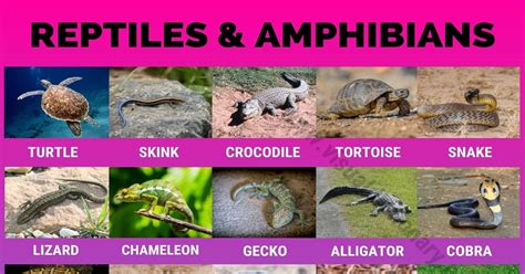 Reptile and Amphibian Habitats: Helpful List of 35 Names of Reptiles