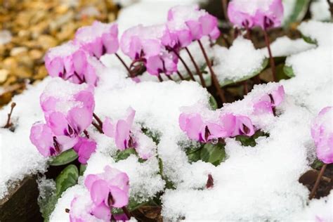 60 Winter Flowers Enhance Your Garden With Blooms Florgeous
