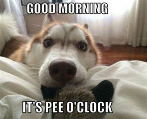 Does Your Dog Wake You Up In The Mornings Super Funny Pictures Funny