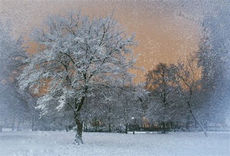 Snowing Outside Stock Photo Image Of Peace Frosty Nature 49623608