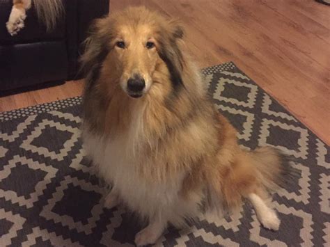 Lassie 9 Year Old Rough Collie South Wales Friends Of Animals Wales