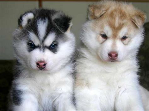 Alaskan Malamute Reviews And Pictures Cute Alaskan Malamute Puppies