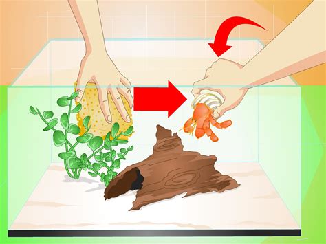 Hermit crabs are very difficult to breed. 3 Ways to Know when Your Hermit Crab Is Dead - wikiHow