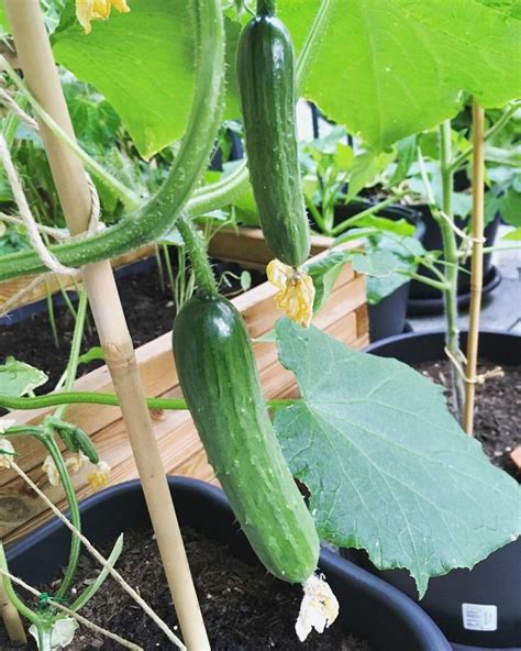 Die Ersten Gurken 🥒 Gurke Cucumber Balconygarden Balconygardening