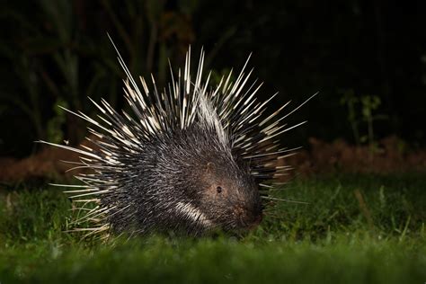 Malayan Porcupine Sean Crane Photography