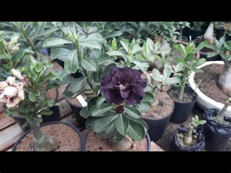 Exuberante espécie asiática que vem fazendo sucesso no brasil. Rosa do deserto negra que a flor não queima no sol - YouTube