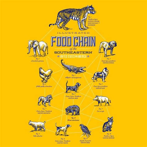 Tiger Food Chain