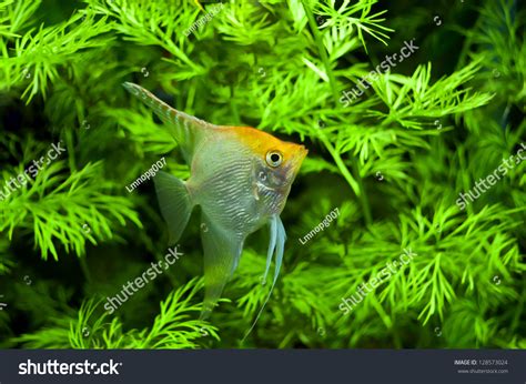 Gold Diamond Freshwater Angelfish South American Cichlid In Aquarium
