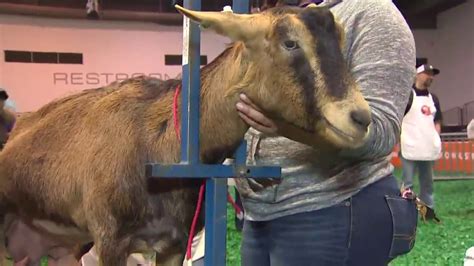 Celebrity Goat Milking Contest At Rodeohouston Youtube