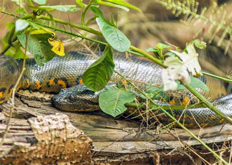 Green Anaconda Snake Eunectes Murinus Stock Image Image Of Reptile