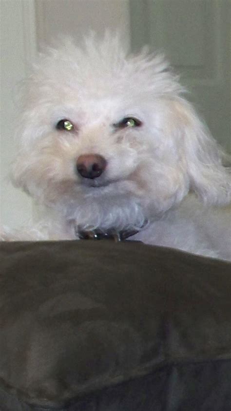 Smiling Dog Rmemes