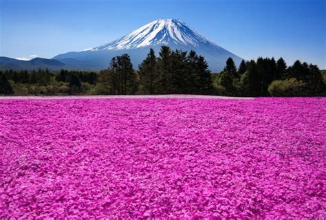Japan Landscape Download Amazing Meadow Mountains