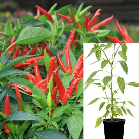 Super Chili Peppers Plant 1 Gallon Capsicum Annuum Super Etsy