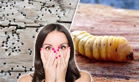 Woodworm Treatment Signs To Look Out For And How To Get Rid Of It Express Co Uk
