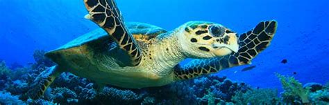 Hawksbill Sea Turtle Animal Facts And Information