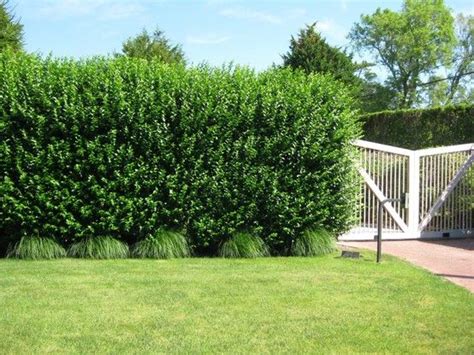 Pin By Baccara Nix On Exterior Hedges Privet Hedge Privacy Landscaping