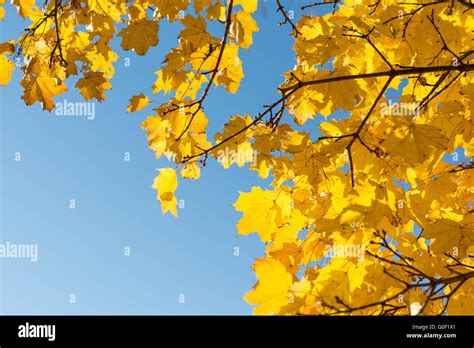 Sun Shines Through Autumn Leaves Discolored Stock Photo Alamy