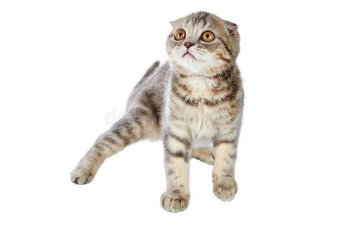 Surprised Kitten Of A Scottish Fold Cat On White Stock Photo Image