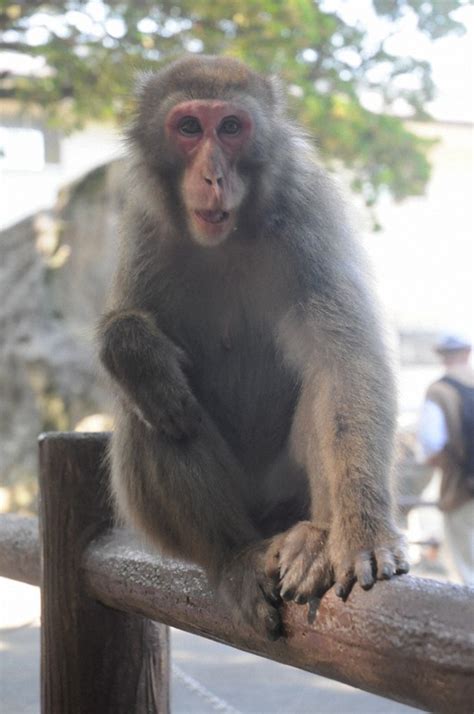 1st Female Boss Monkey Emerges At Southwest Japan Zoo The Mainichi