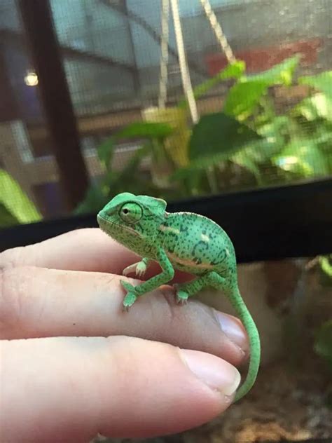 7 Things You Need to Know About Baby Chameleons – ChameleonOwner