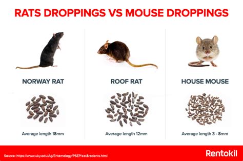 Is Mouse Poop Dangerous To Dogs