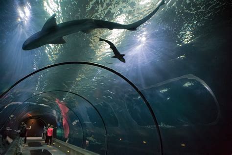 Oregon Coast Aquarium In Newport